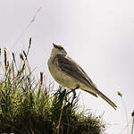 Pipit spioncelle