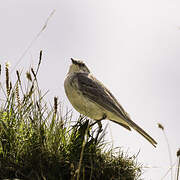 Pipit spioncelle