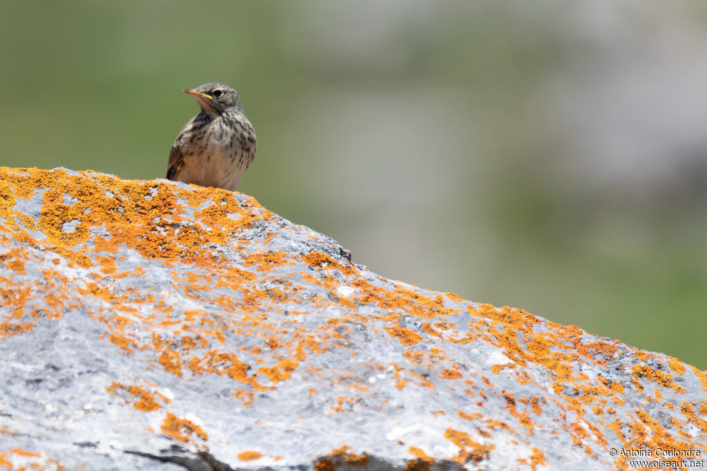 Pipit spioncellejuvénile
