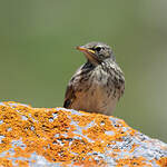 Pipit spioncelle