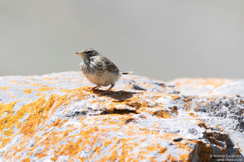 Pipit spioncellejuvénile
