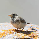 Pipit spioncelle