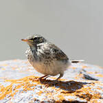 Pipit spioncelle