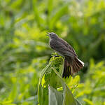 Pipit spioncelle