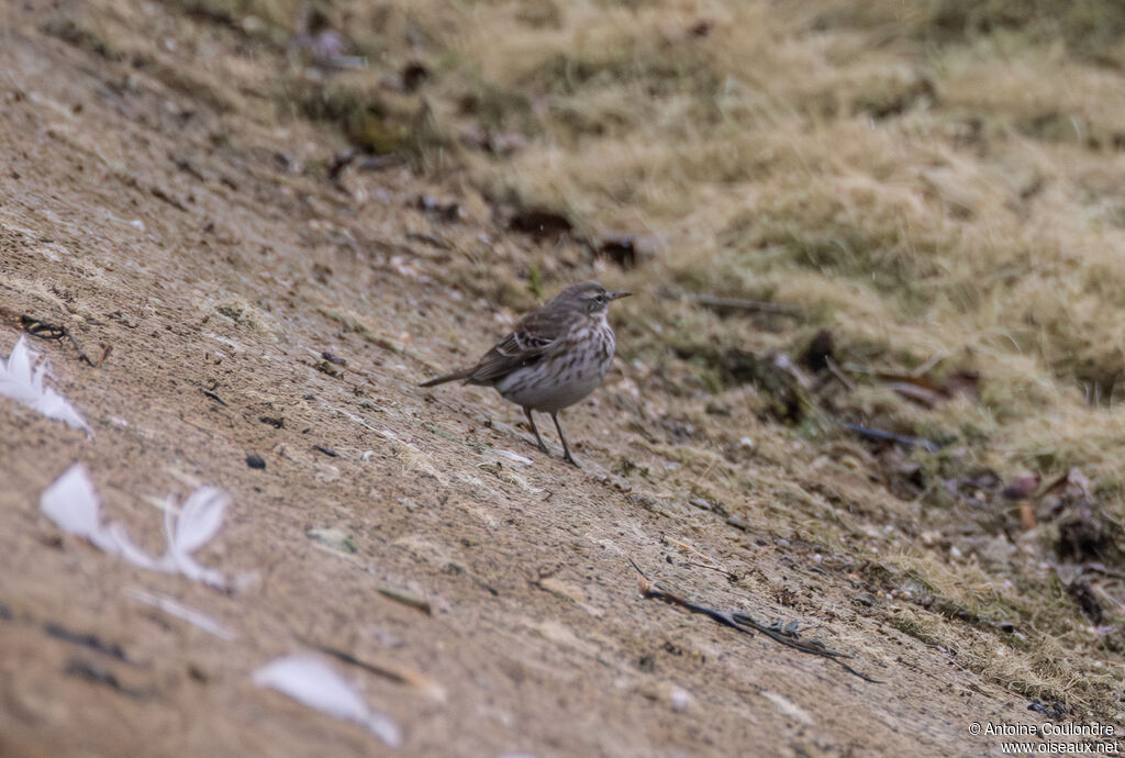 Water Pipitadult post breeding
