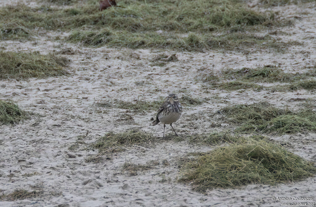 Water Pipitadult post breeding