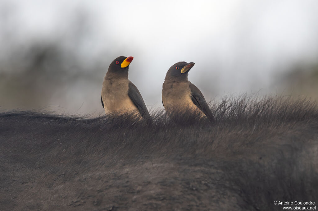 Yellow-billed Oxpecker