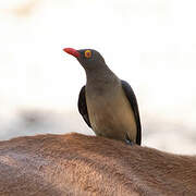 Red-billed Oxpecker
