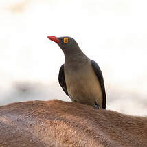 Piqueboeuf à bec rouge