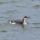 Plongeon arctique