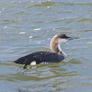 Plongeon arctique