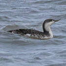Plongeon catmarin