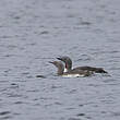 Plongeon catmarin