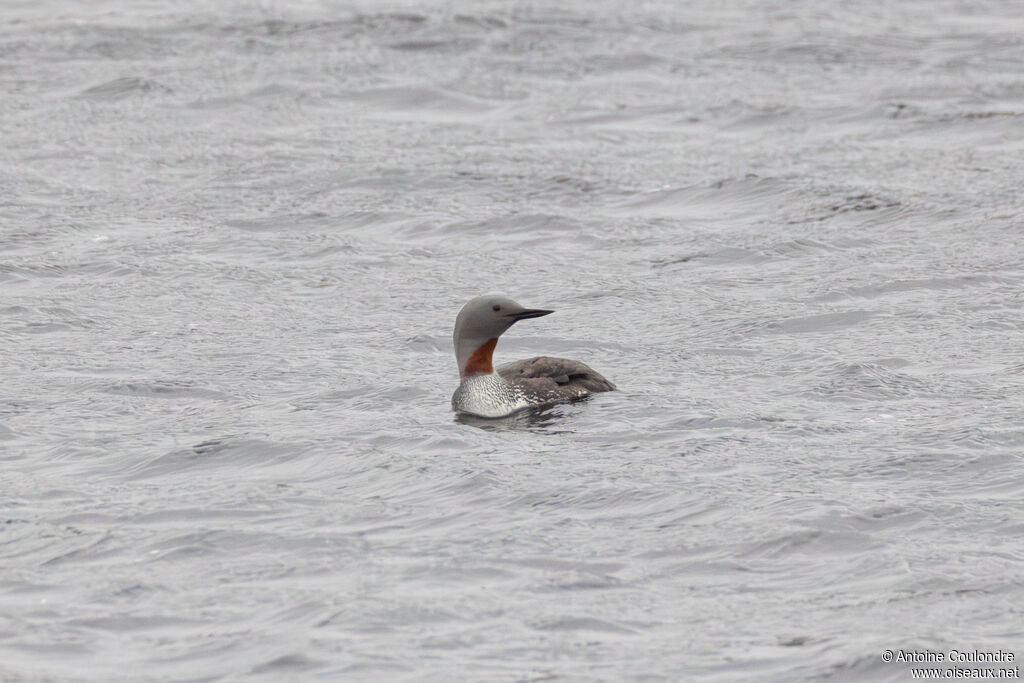 Red-throated Loon adult, breeding, swimming