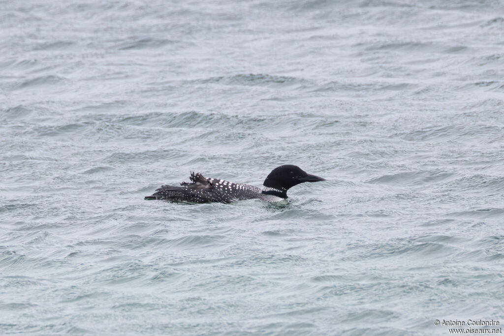 Plongeon imbrin adulte, nuptial
