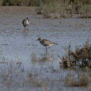 Grey Plover