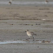 Grey Plover