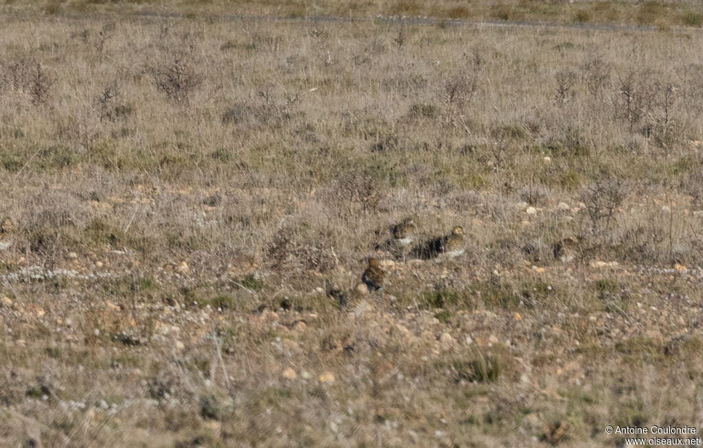 European Golden Ploveradult post breeding, habitat, camouflage