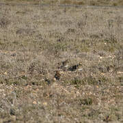 European Golden Plover