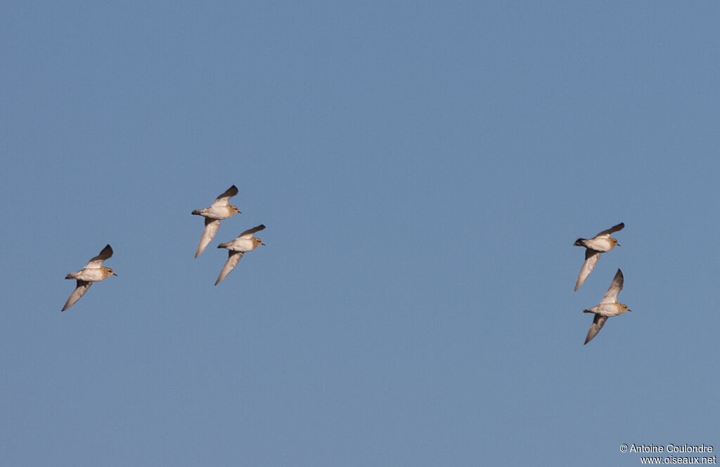 European Golden Ploveradult post breeding, Flight