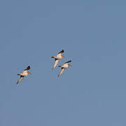 European Golden Plover