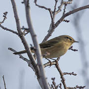 Common Chiffchaff