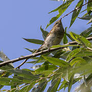Common Chiffchaff