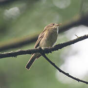Common Chiffchaff