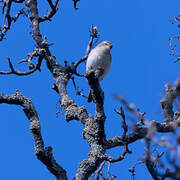 Common Chiffchaff