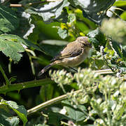 Common Chiffchaff