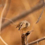 Black-chested Prinia