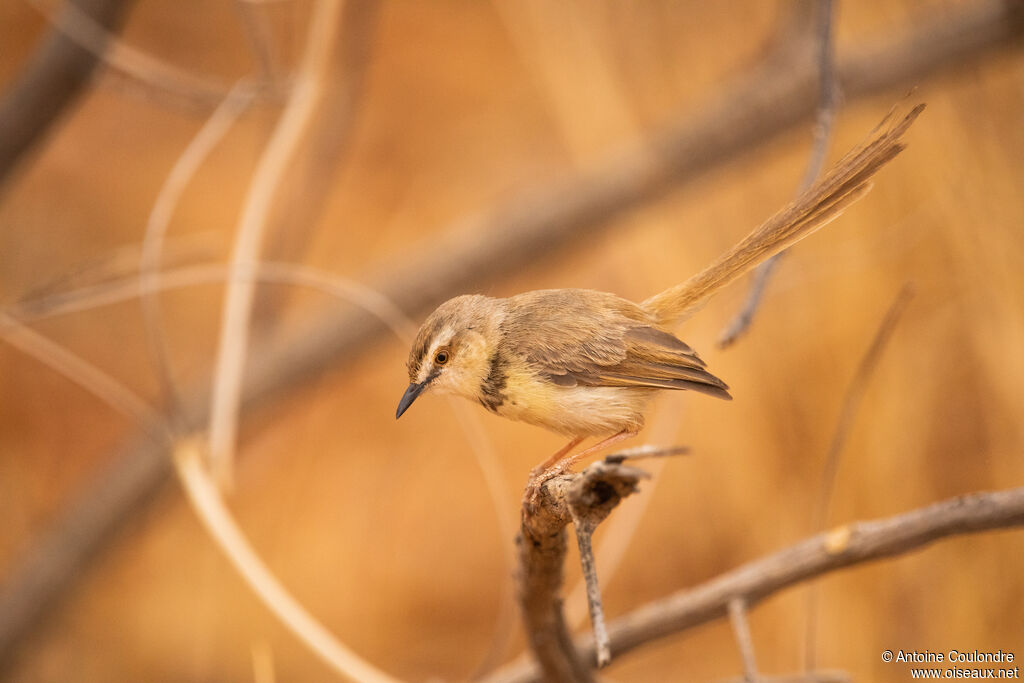 Black-chested Prinia