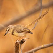 Prinia à plastron