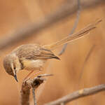 Prinia à plastron