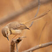 Black-chested Prinia