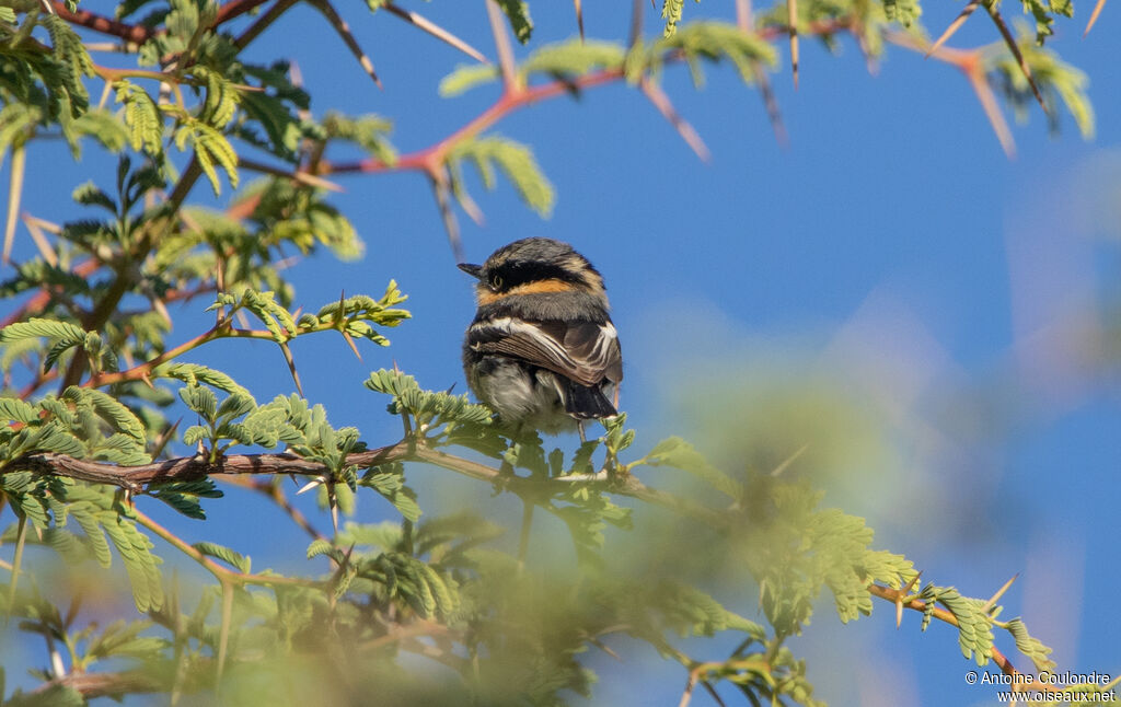 Pririt Batis female adult