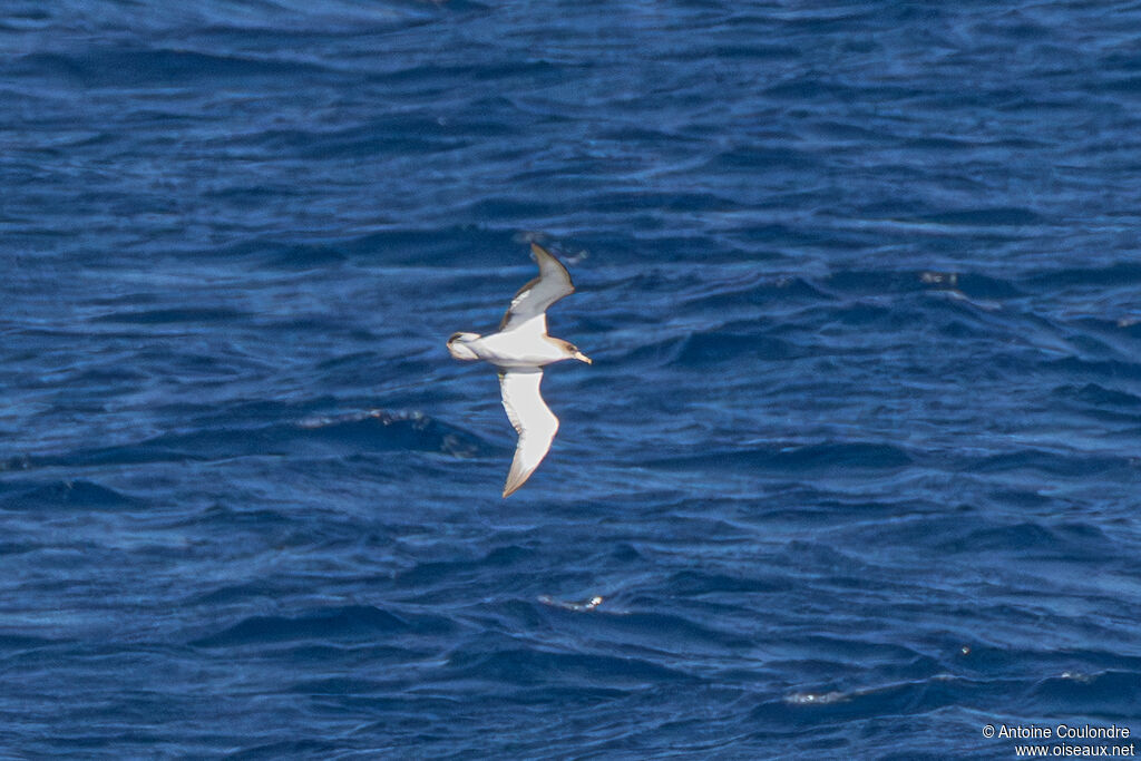 Puffin de Scopoli