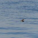 Puffin de Scopoli