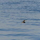 Puffin de Scopoli