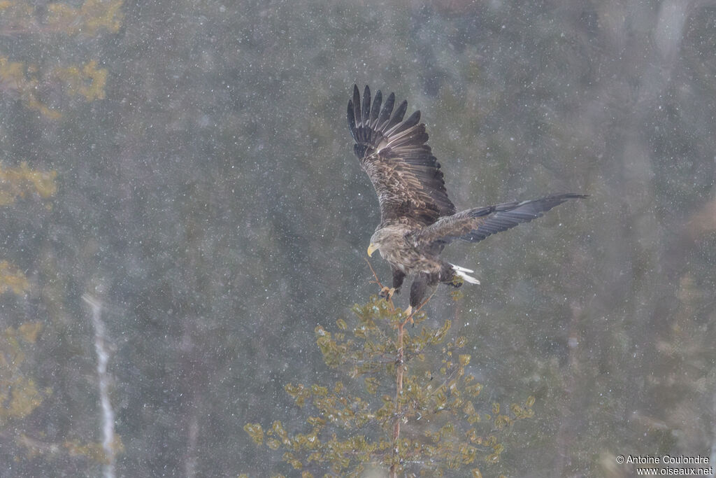White-tailed Eagleadult