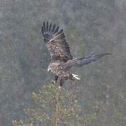 White-tailed Eagle