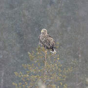 White-tailed Eagle