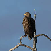 White-tailed Eagle