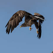 White-tailed Eagle