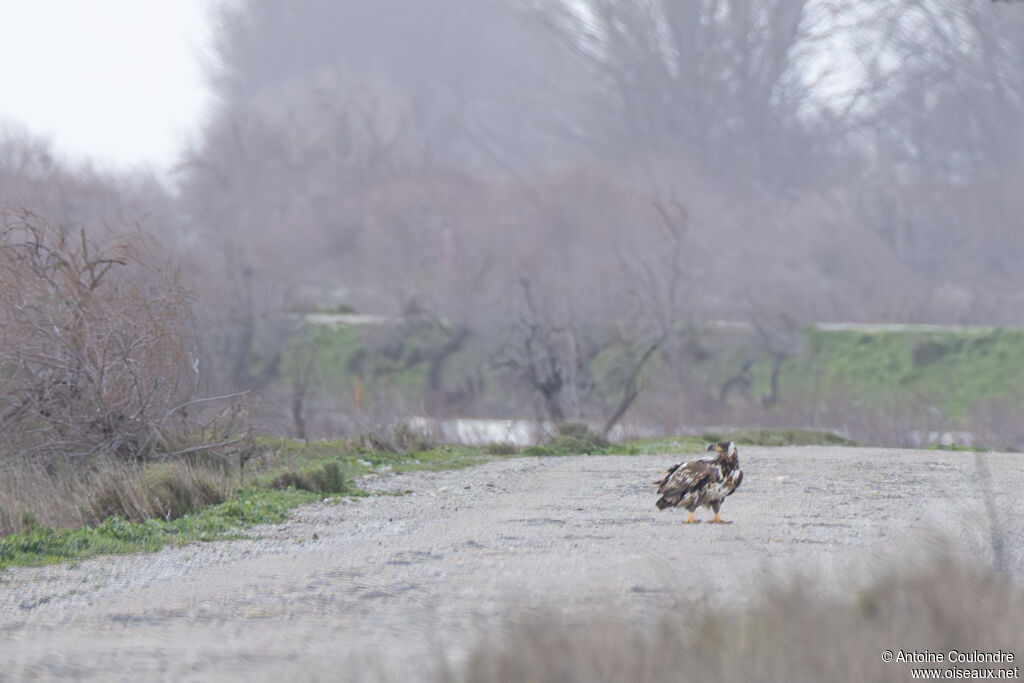Pygargue à queue blanche