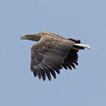 Pygargue à queue blanche