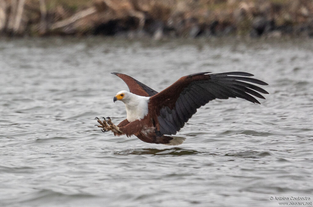 African Fish Eagleadult, Flight, fishing/hunting