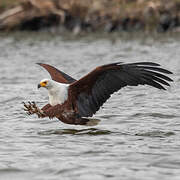 African Fish Eagle