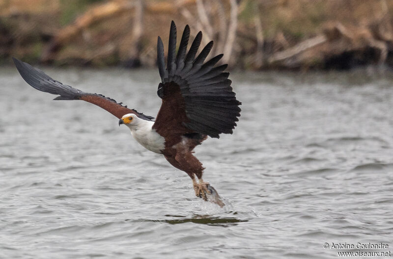 African Fish Eagleadult, Flight, fishing/hunting