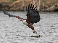 African Fish Eagle